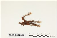 藏品(珠苔屬)的圖片